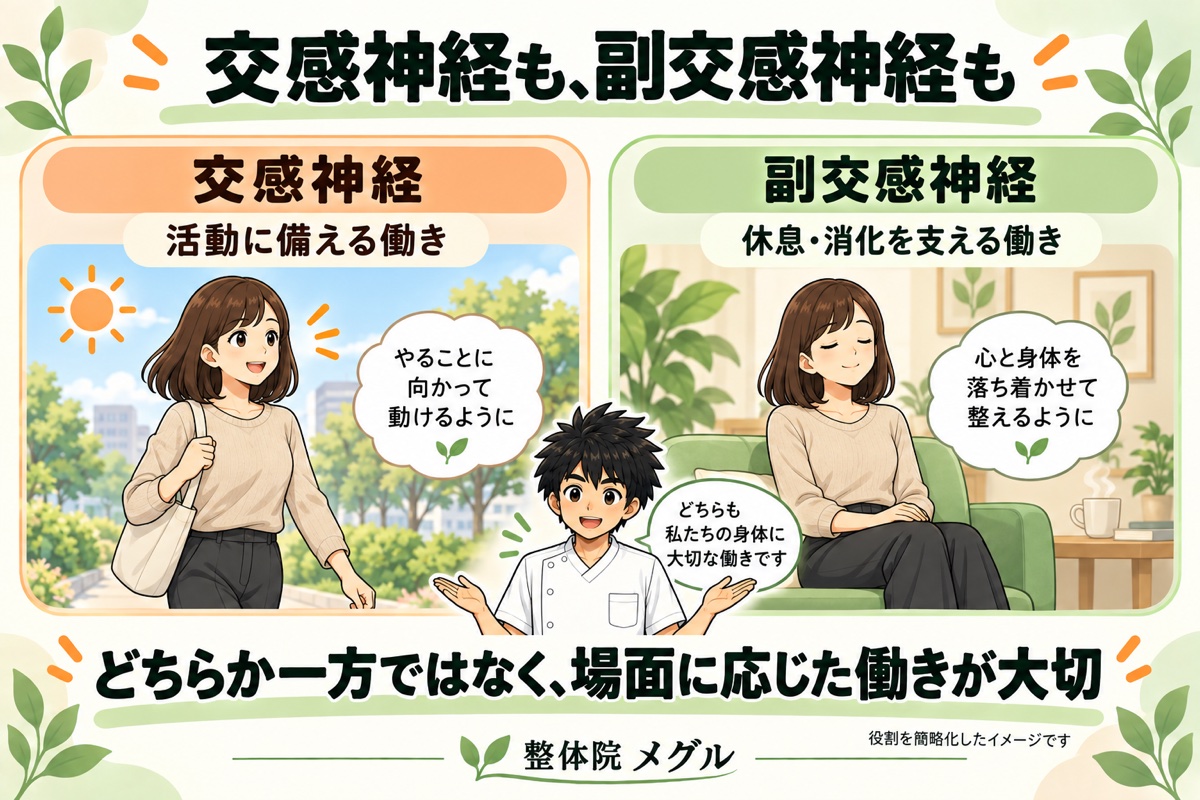 交感神経も、副交感神経も。活動に備える働きと、休息・消化を支える働き。どちらか一方ではなく場面に応じた働きが大切